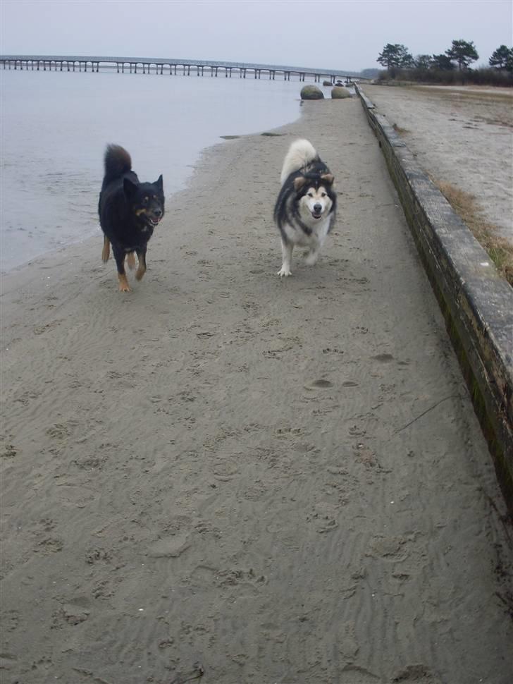 Alaskan malamute Freja  *himmelhund* - hihi på stranden med Onkel Harry  billede 10