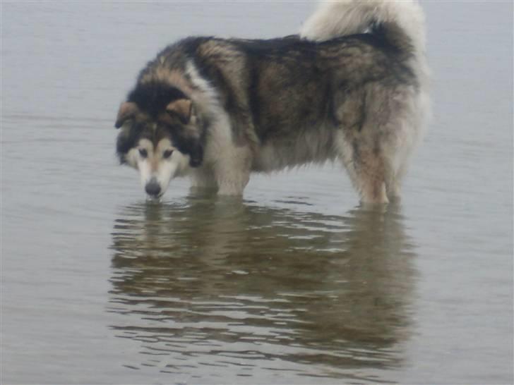 Alaskan malamute Freja  *himmelhund* - mmhh vandet er så dejligt :-)  billede 11