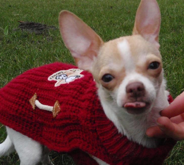 Chihuahua ELLA billede 15