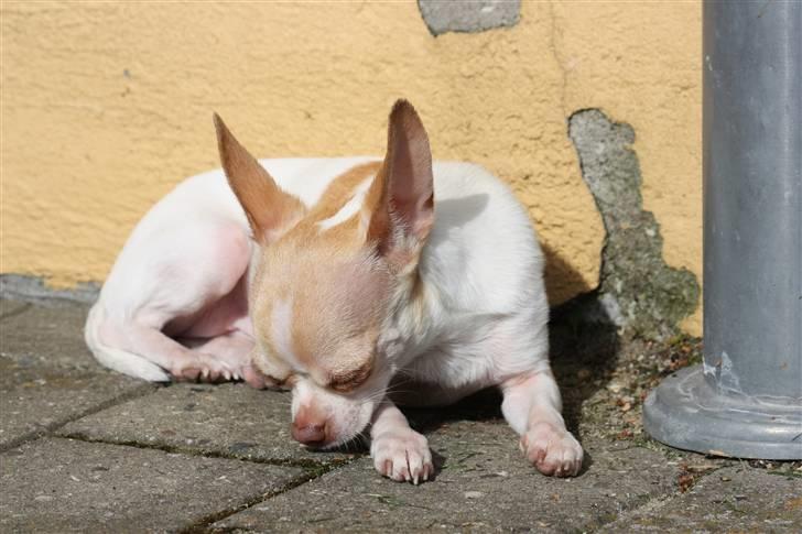 Chihuahua ELLA billede 16