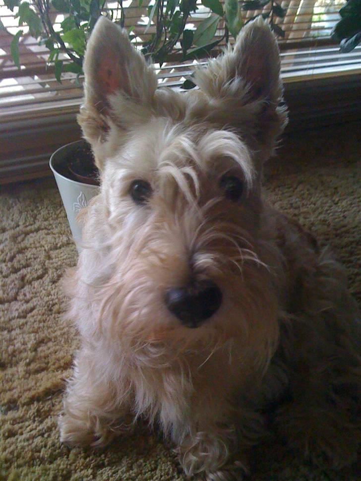 Skotsk terrier Sigurd billede 1