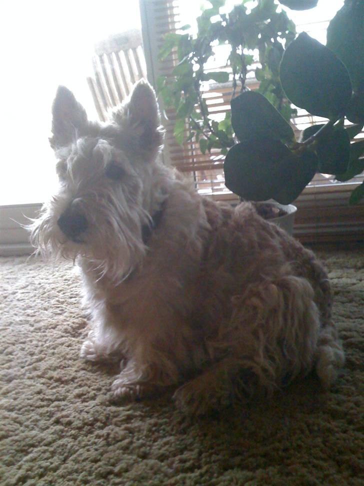 Skotsk terrier Sigurd billede 2