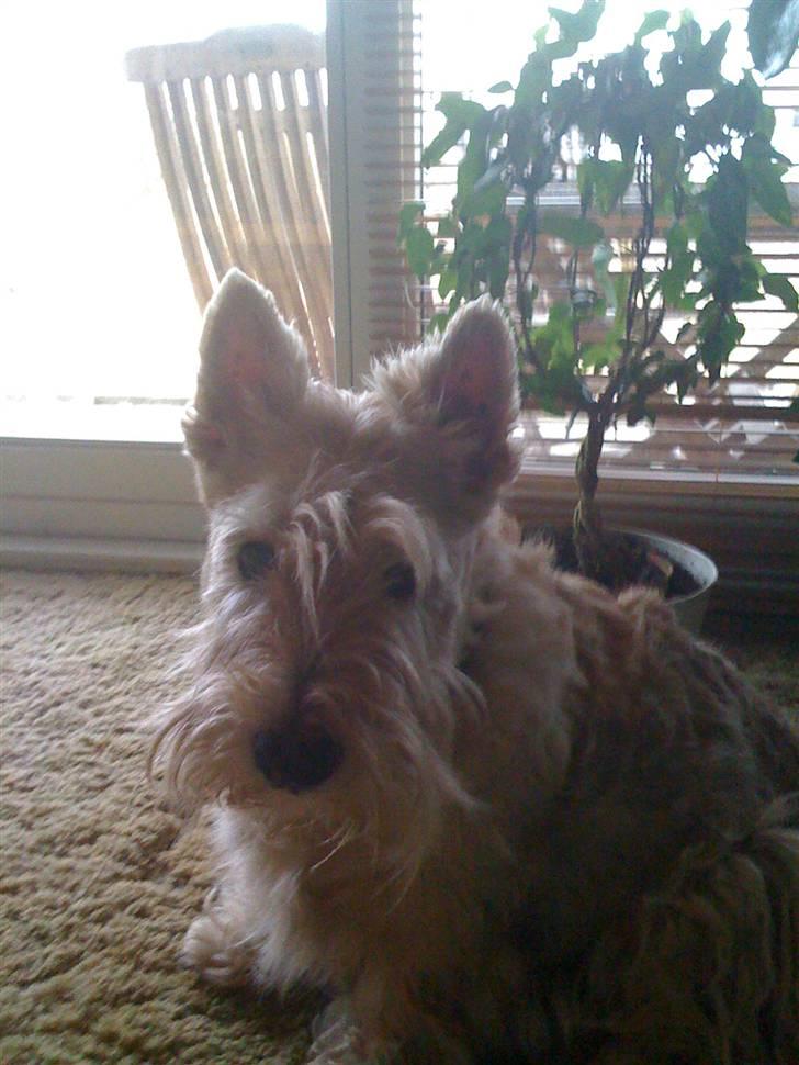 Skotsk terrier Sigurd billede 3