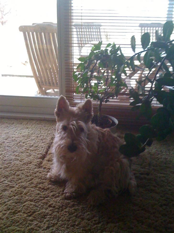 Skotsk terrier Sigurd billede 4