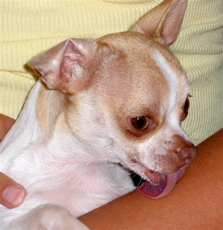 Chihuahua ELLA billede 17