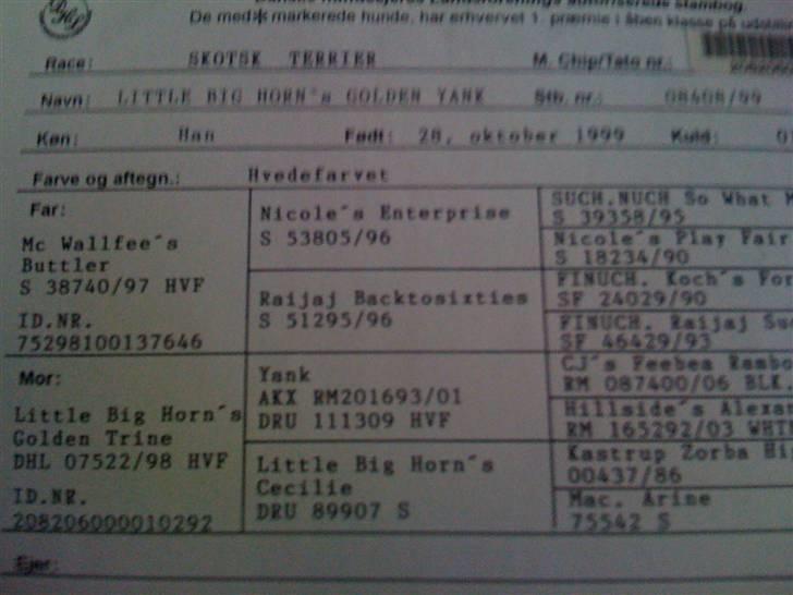 Skotsk terrier Sigurd billede 5