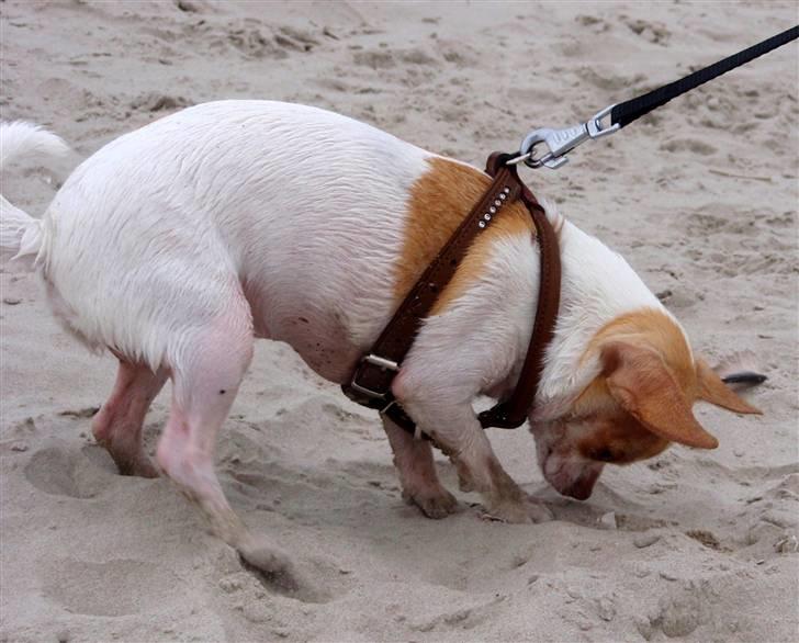 Chihuahua ELLA billede 18