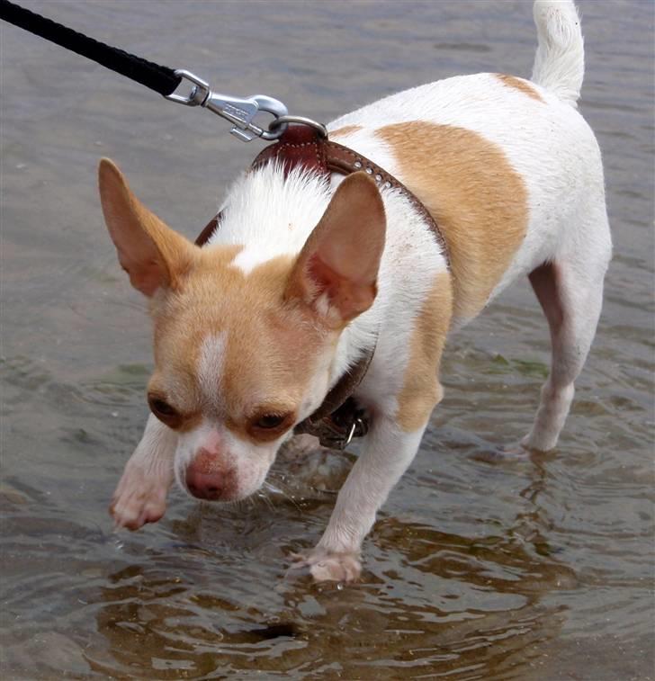 Chihuahua ELLA billede 19