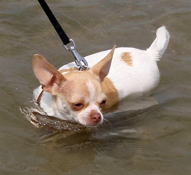 Chihuahua ELLA billede 20