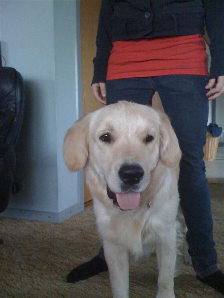 Golden retriever Buster billede 1