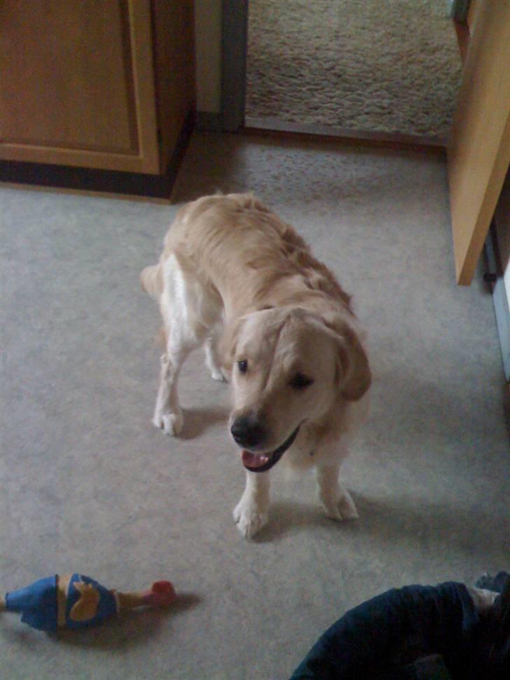 Golden retriever Buster billede 2