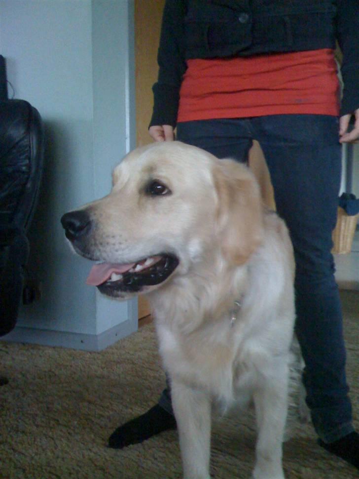 Golden retriever Buster billede 3