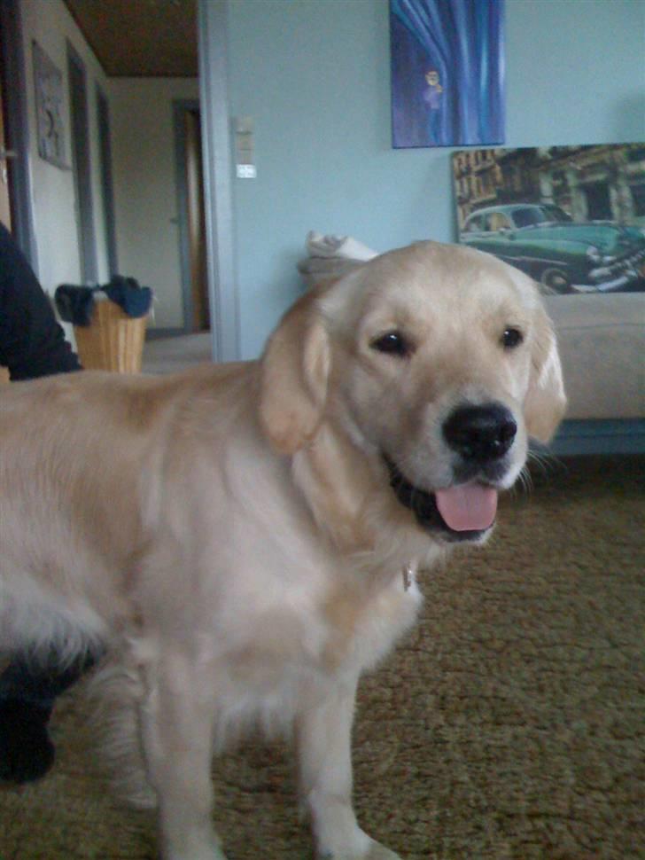 Golden retriever Buster billede 4