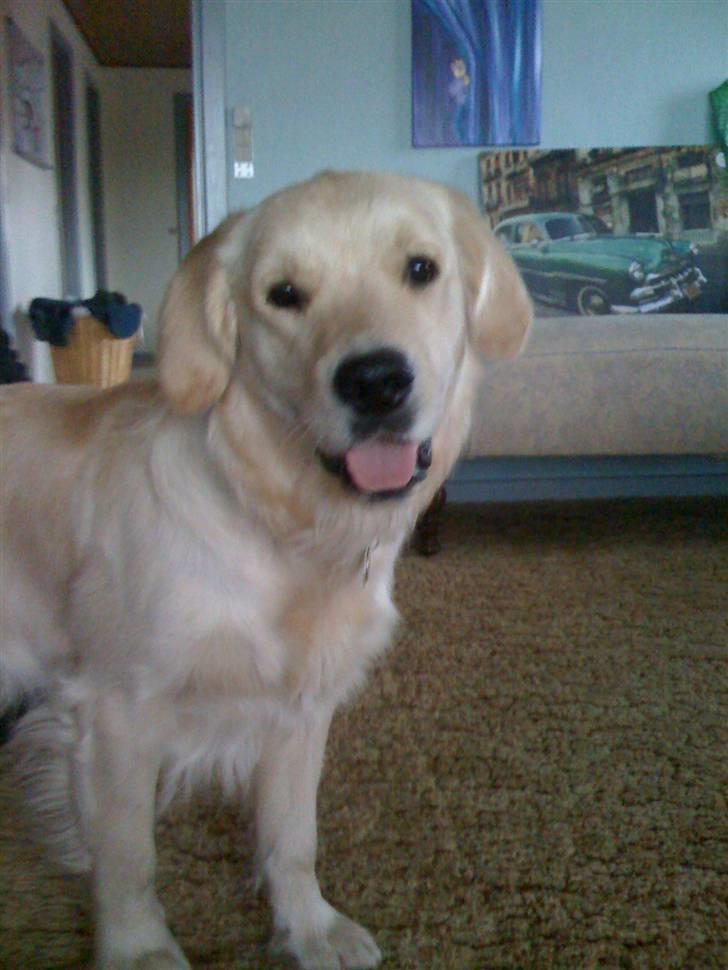 Golden retriever Buster billede 5