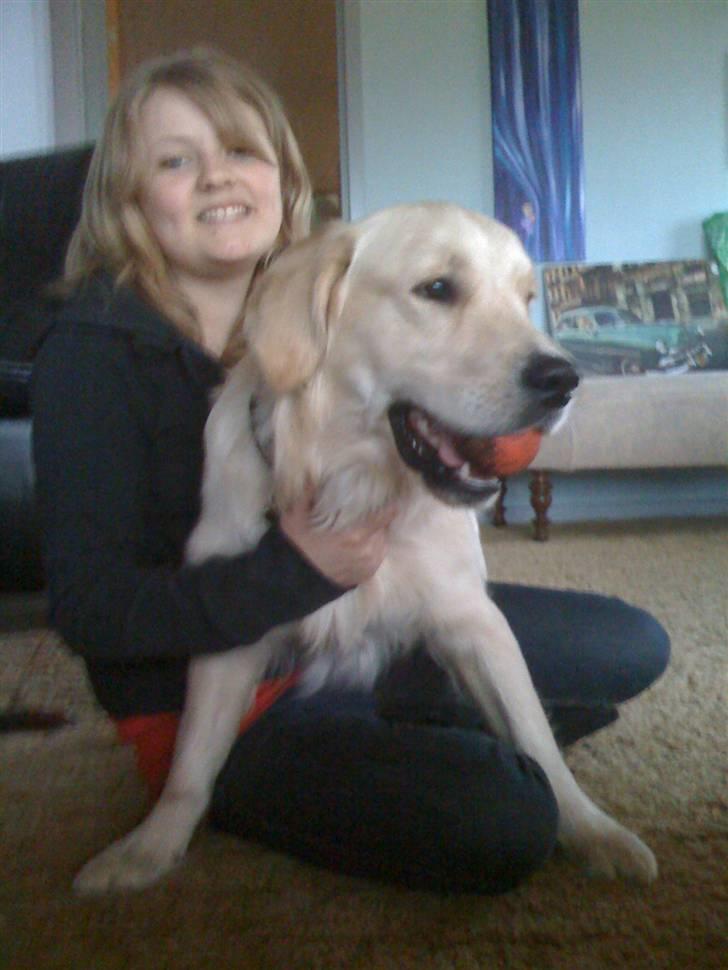 Golden retriever Buster billede 6