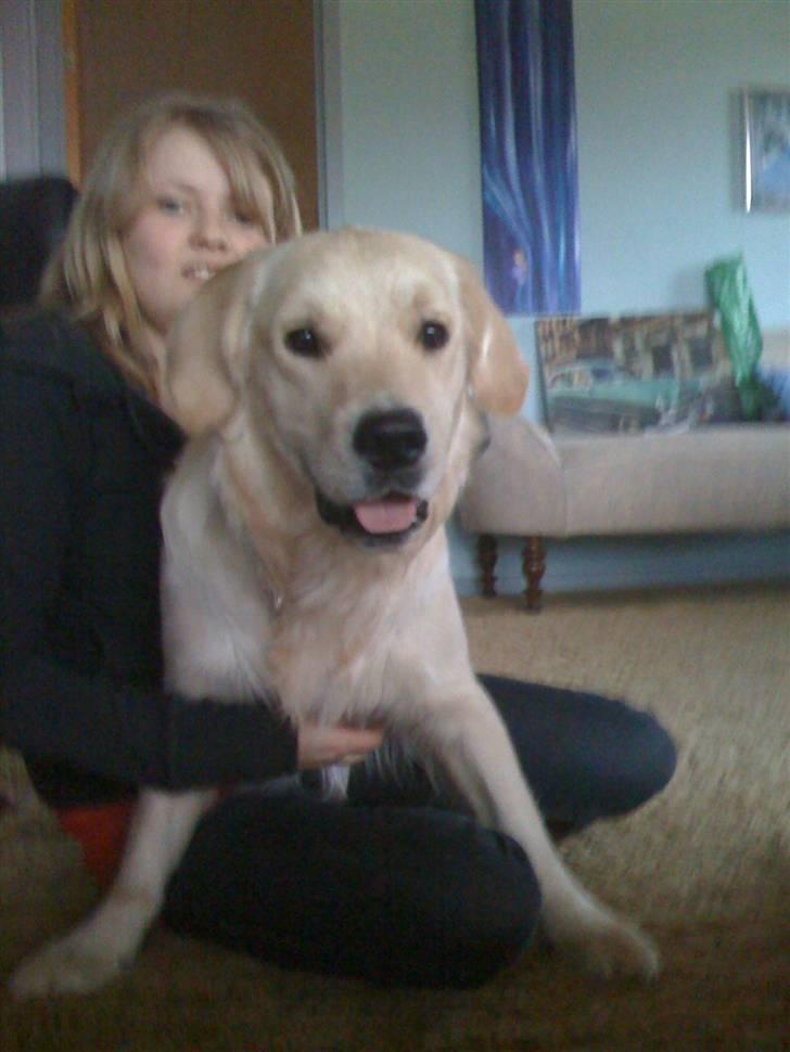 Golden retriever Buster billede 7