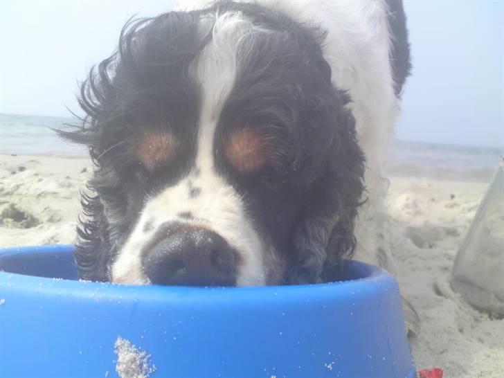 Cocker spaniel Barleys Tippe billede 19