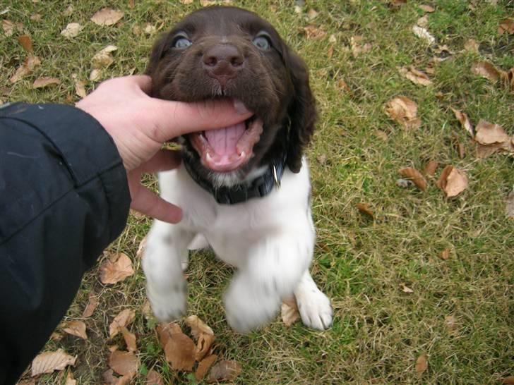 Kleiner münsterländer Riki  - Vores lille kamphund:) billede 7