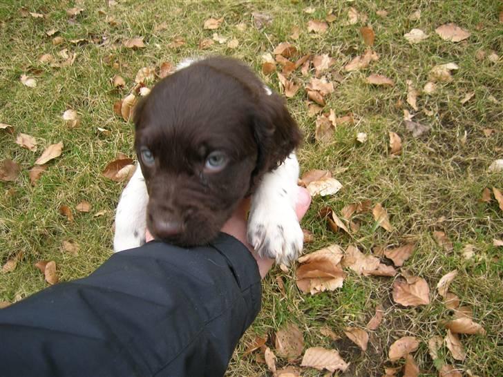 Kleiner münsterländer Riki  billede 8