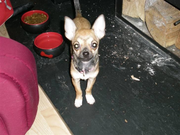 Chihuahua Lille puslings FRIDA - strit-ører?? billede 6