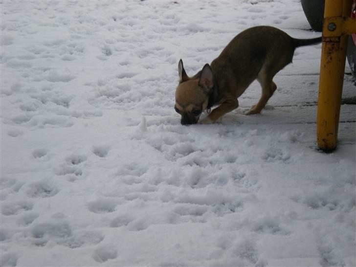 Chihuahua Lille puslings FRIDA - uhh den sne er kold billede 7