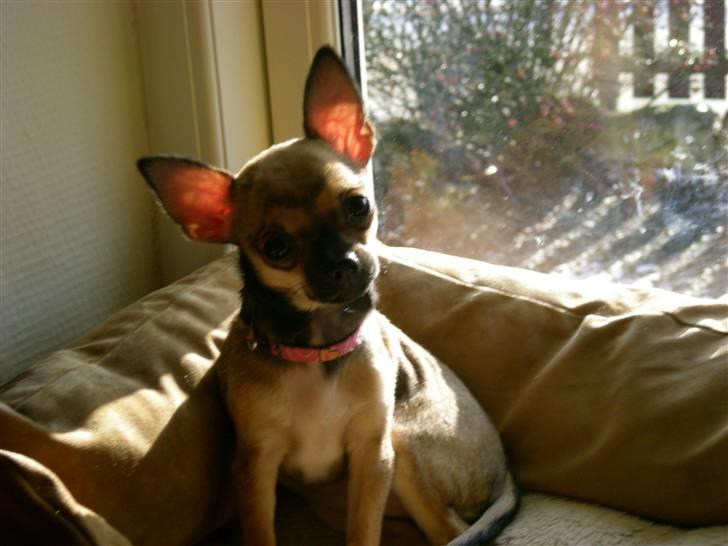Chihuahua Lille puslings FRIDA - se lige mig billede 8
