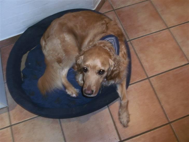 Golden retriever Luffe<3 - Hvem kan udstå mig?  billede 11