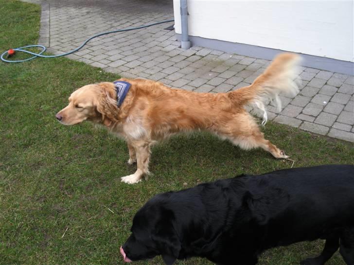 Golden retriever Luffe<3 - <3 billede 12