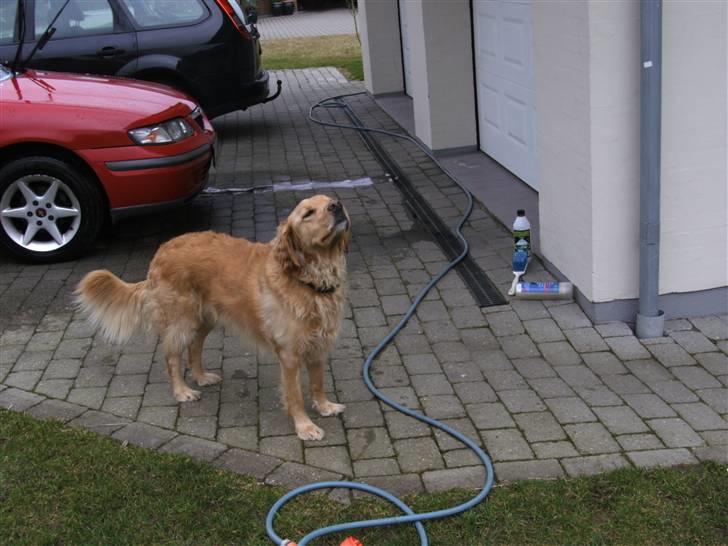 Golden retriever Luffe<3 - uhf, her dufter godt! billede 13