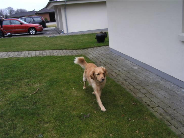 Golden retriever Luffe<3 - LUFFE! billede 14