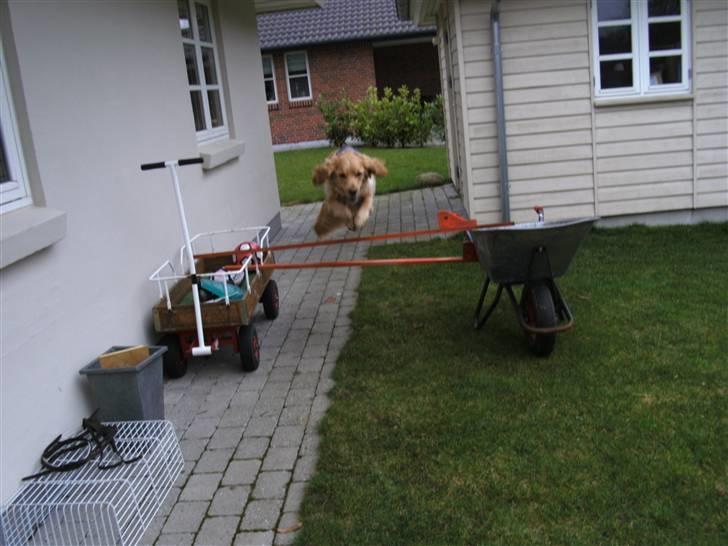 Golden retriever Luffe<3 - Det er så dejligt, at se dig nyde livet! billede 15