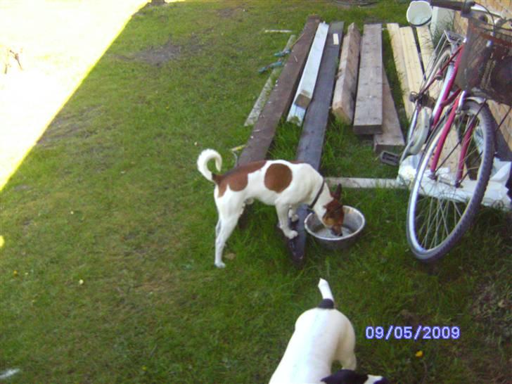 Glathåret foxterrier kvik billede 9