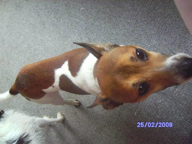 Glathåret foxterrier kvik billede 10