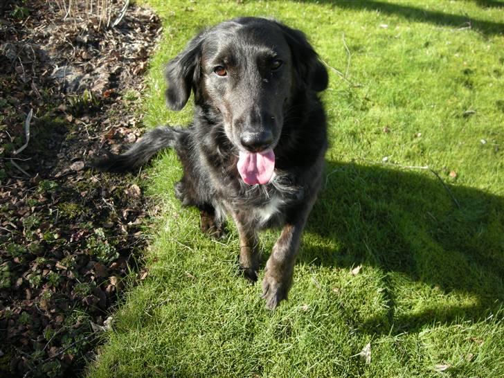 Blanding af racer Bella - Bella er ved at give pote : D billede 10