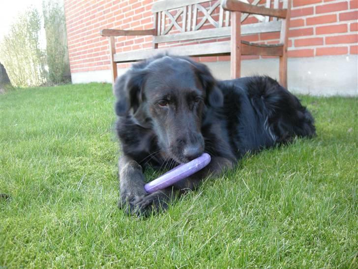 Blanding af racer Bella - Hendes elskede legetøj (; billede 11