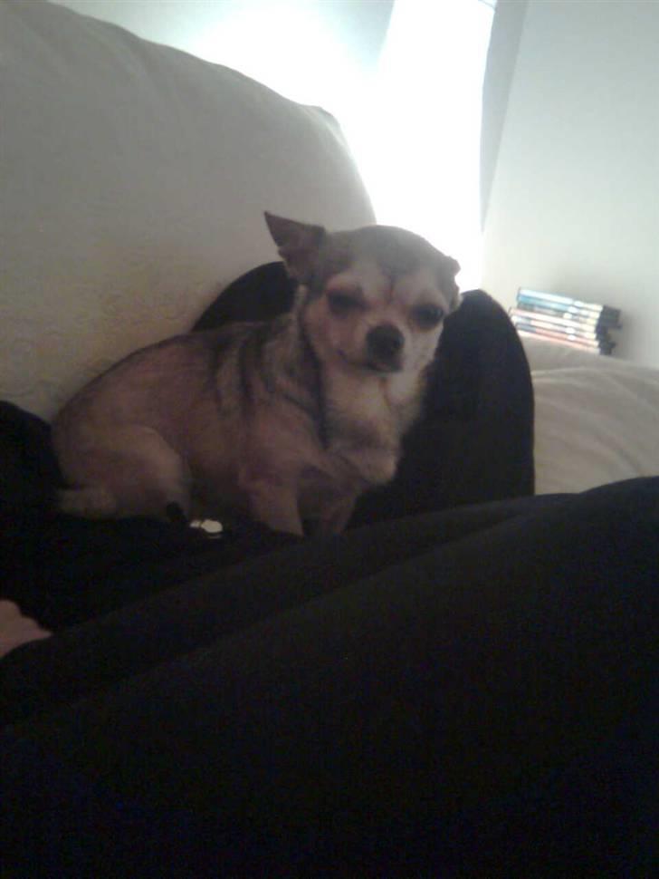 Chihuahua Hamlet - Jeg var altså ikke lige klar til at få taget billede her... billede 4