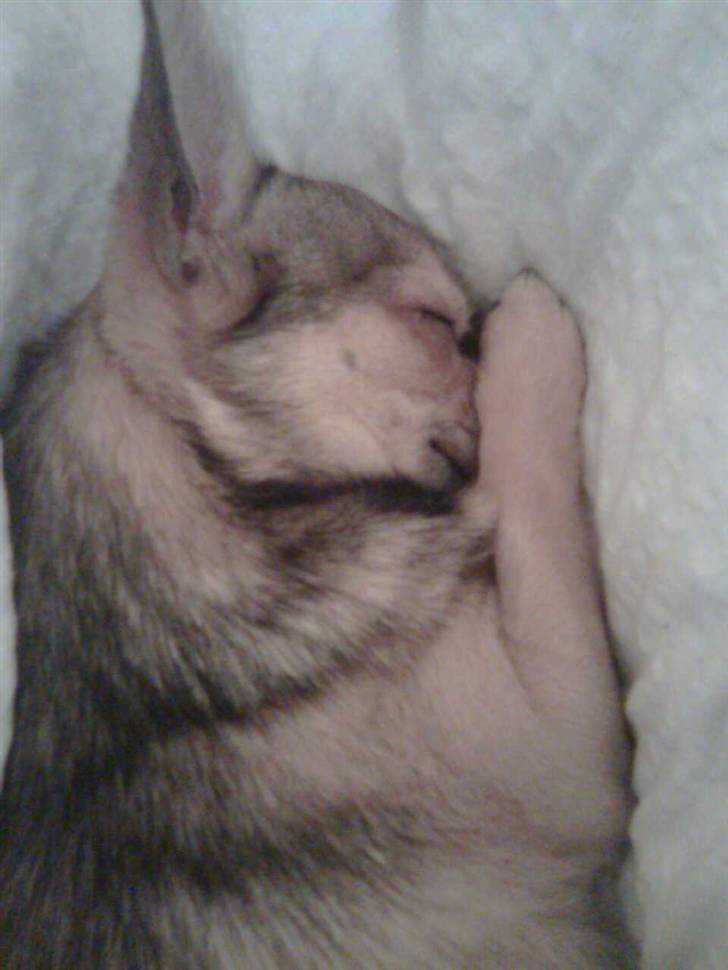 Chihuahua Hamlet - Zzzzzzz... billede 5