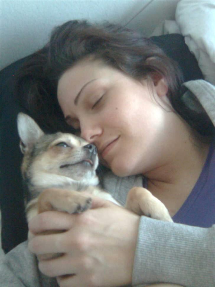 Chihuahua Hamlet - Intet er bedre en morgenhygge... billede 6