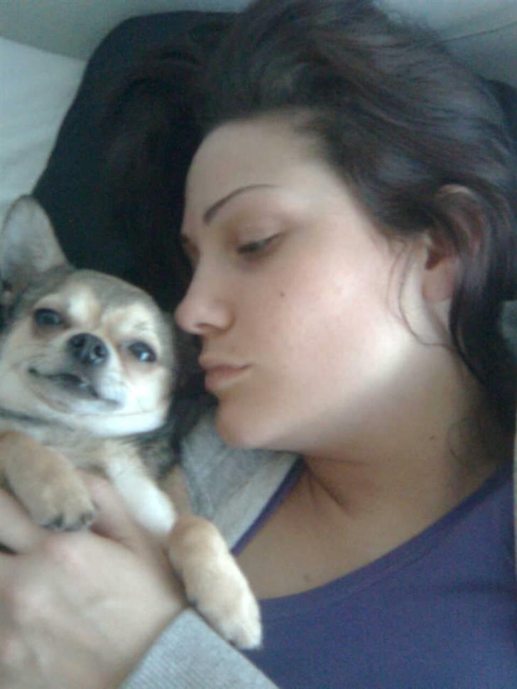 Chihuahua Hamlet - Mmmmm.. billede 7