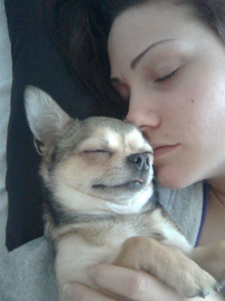 Chihuahua Hamlet - Hygge hygge... billede 8