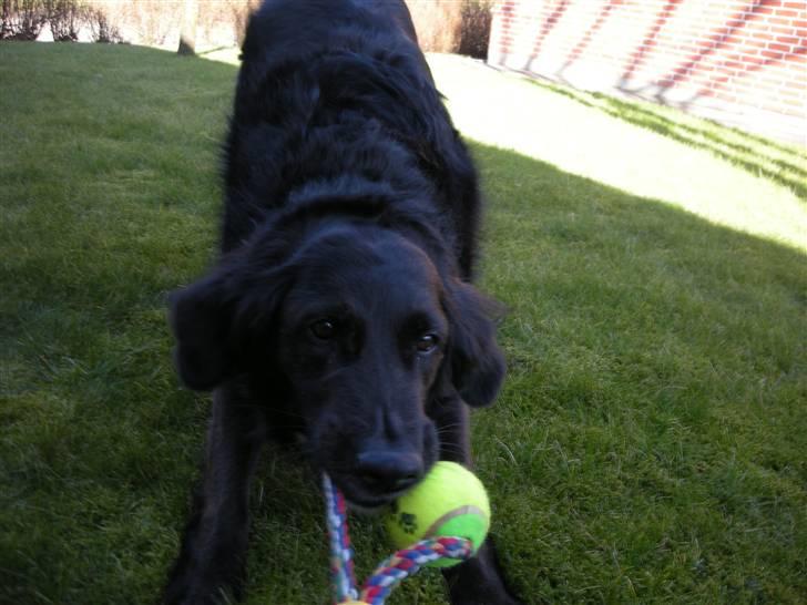 Blanding af racer Bella - Billedet er ikke så godt taget, men hun ser så sød ud! billede 12