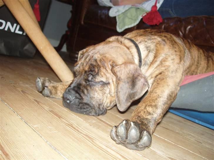 Boerboel Anasha Kalle billede 2