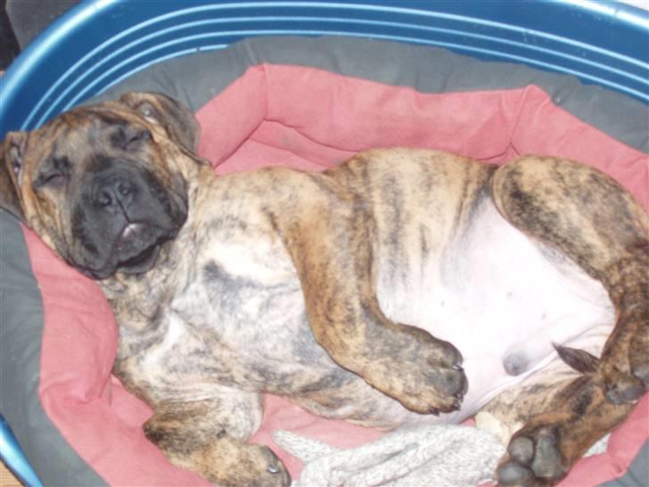 Boerboel Anasha Kalle billede 3