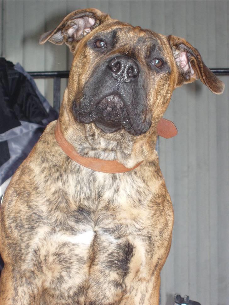Boerboel Anasha Kalle billede 4