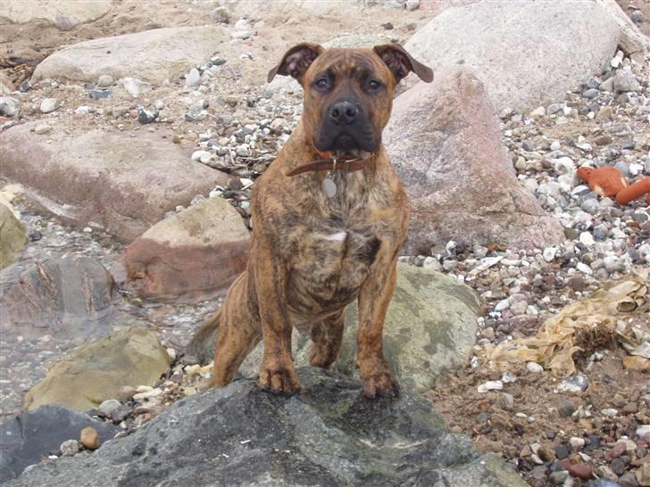 Boerboel Anasha Kalle billede 5