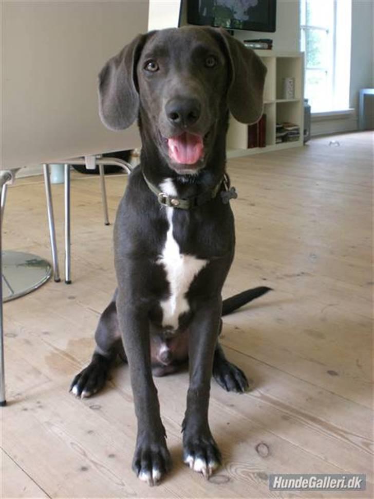 Blanding af racer Pepsi - 1.dag i mit nye hjem. Jeg prøver at blende ind med sofaen!! billede 1