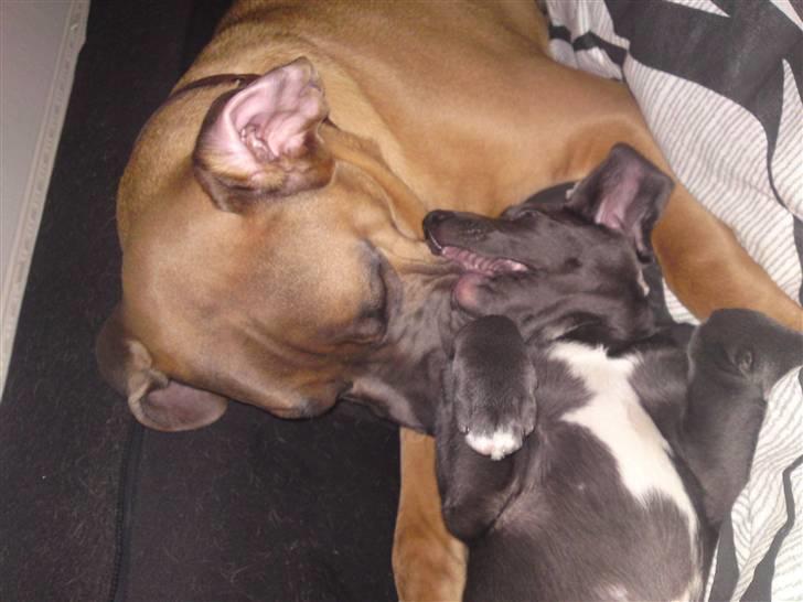 Blanding af racer Pepsi - så tæsker jeg min storebror billede 2