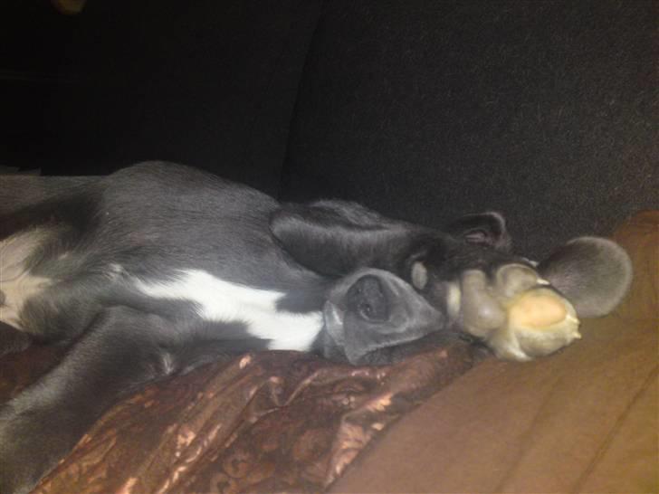 Blanding af racer Pepsi - Genert??? billede 3