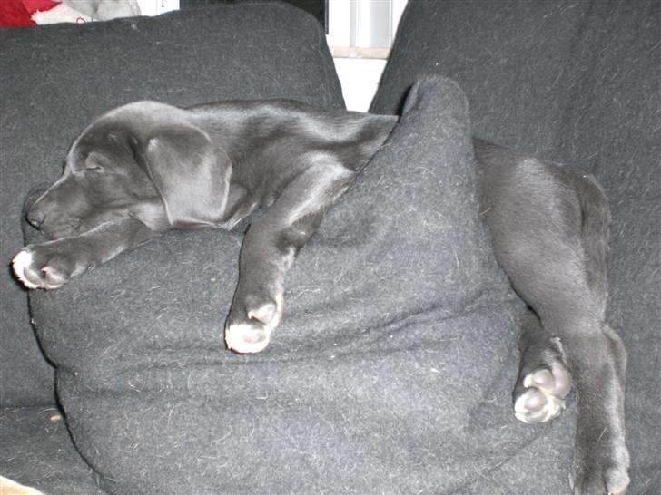 Blanding af racer Pepsi - ren afslapning billede 4