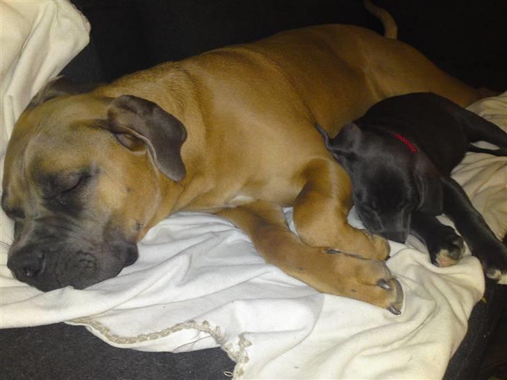 Blanding af racer Pepsi - Tryghed her med Dusty billede 5